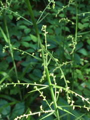 Stenanthium gramineum