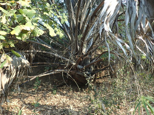borassus palm