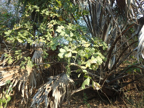 panga-panga (Millettia stuhlmannii)