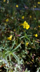 Erythranthe laciniata