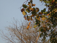 (c) Mahomed Desai, some rights reserved (CC BY) Millettia stuhlmannii, photograph (c) Mahomed Desai, some rights reserved (CC BY)