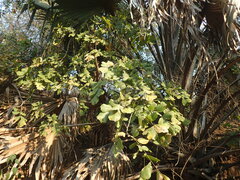 (c) Mahomed Desai, some rights reserved (CC BY) Millettia stuhlmannii, photograph (c) Mahomed Desai, some rights reserved (CC BY)