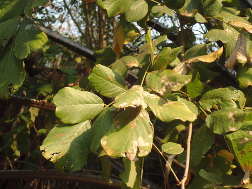 Image of Millettia stuhlmannii by (c) Mahomed Desai, some rights reserved (CC BY)