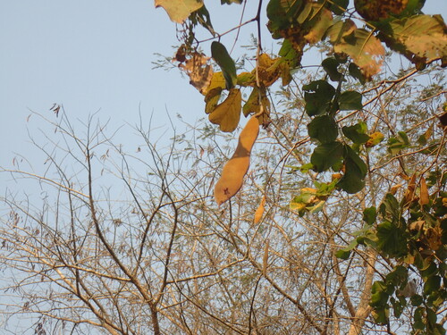 Image of Millettia stuhlmannii by (c) Mahomed Desai, some rights reserved (CC BY)