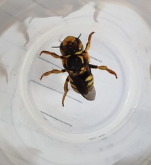 Anthidium florentinum