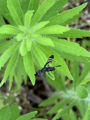 Tritoxa flexa