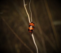 Coptocephala hellenica