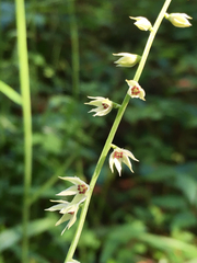 Stenanthium gramineum