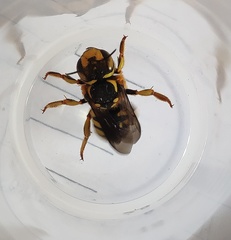 Anthidium florentinum