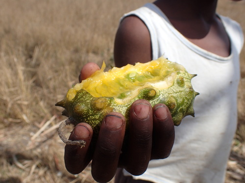 Image of Cucumis metuliferus by (c) Mahomed Desai, some rights reserved (CC BY)