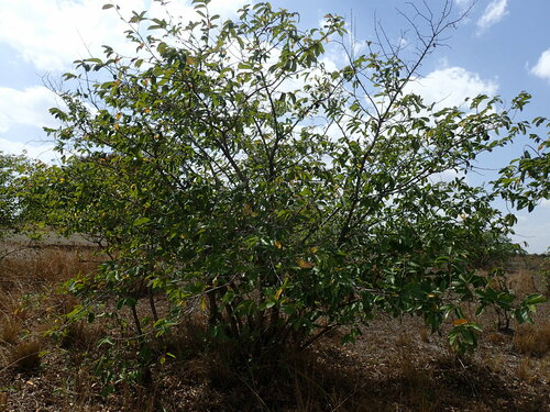 tasselberry
