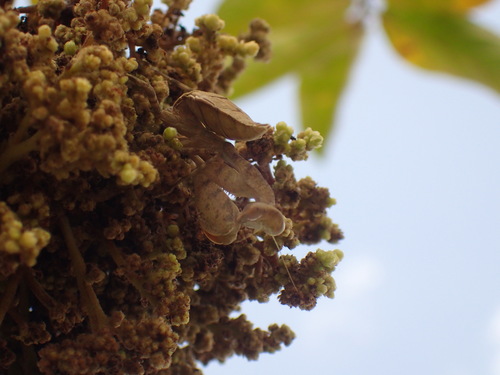 Wide-armed Mantis