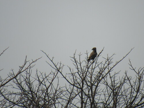 Brown Snake-Eagle