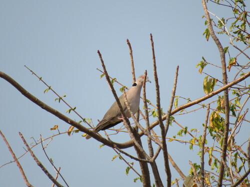 Streptopelia decipiens ambigua