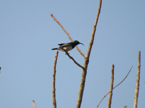 White-bellied Sunbird