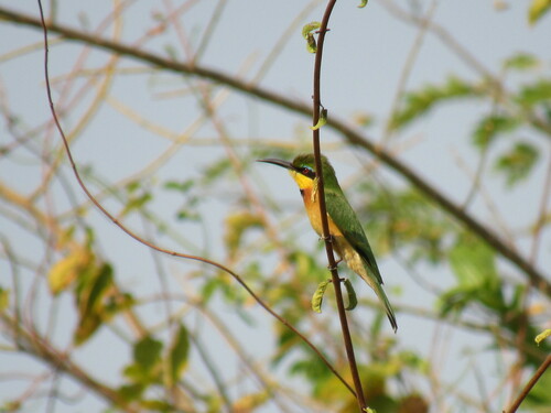 Little Bee-eater