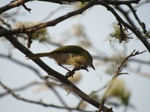 Yellow-breasted Apalis