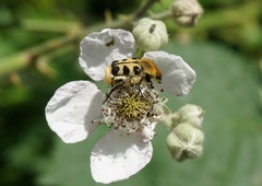 Trichius gallicus