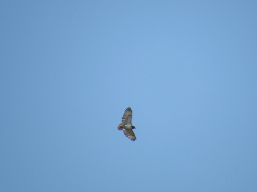 Augur Buzzard