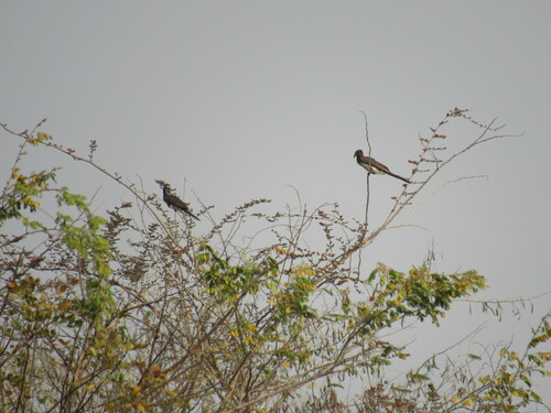Crowned Hornbill