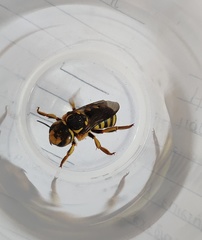 Anthidium florentinum