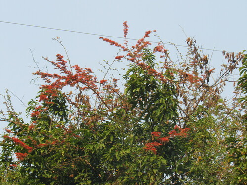 Image of Flame-Creeper (Combretum microphyllum) by (c) Mahomed Desai, some rights reserved (CC BY)