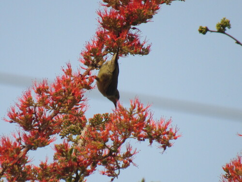 Purple-banded Sunbird