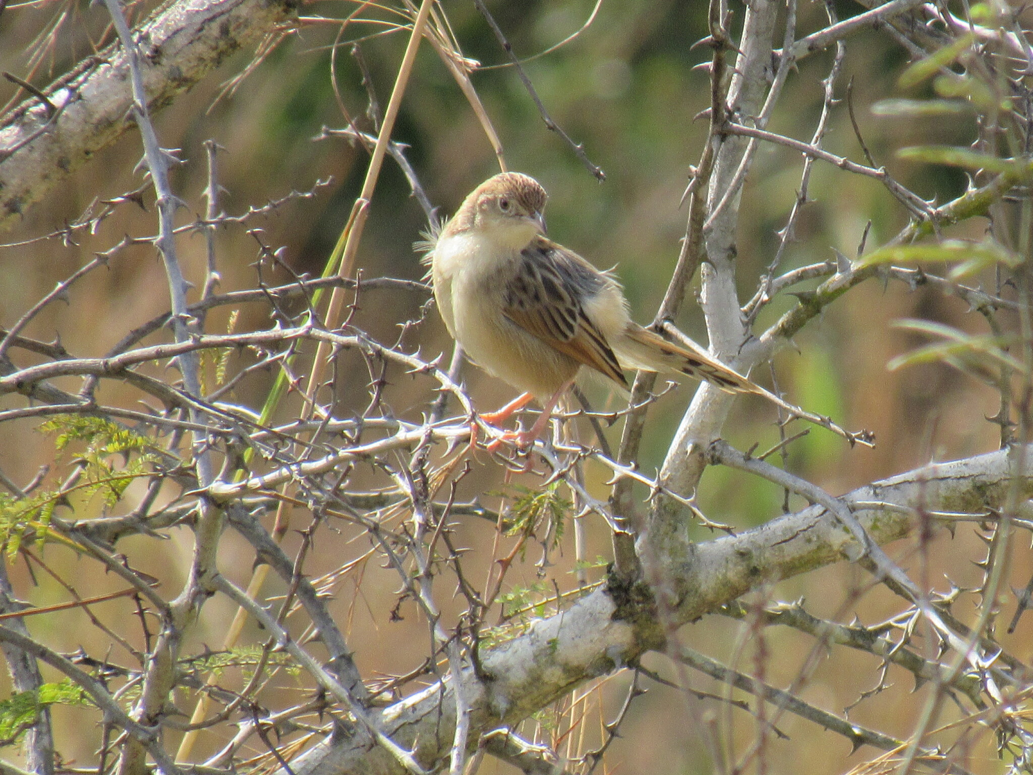 Rattling Cisticola (Cisticola chiniana)