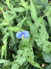 Commelina erecta