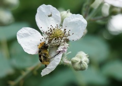 Trichius gallicus