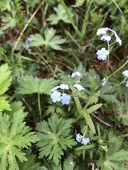 Myosotis imitata