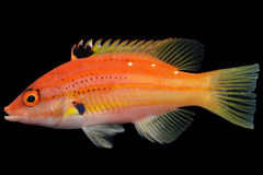 Five-Striped Hogfish photo 1