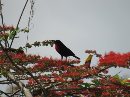 Scarlet-chested Sunbird