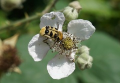 Trichius gallicus