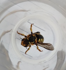 Anthidium florentinum