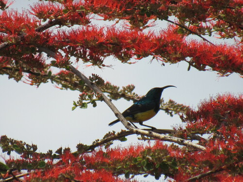 Variable Sunbird