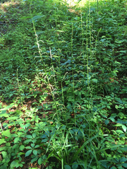 Stenanthium gramineum