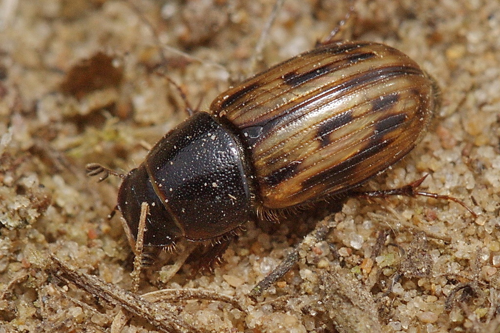Chilothorax melanostictus