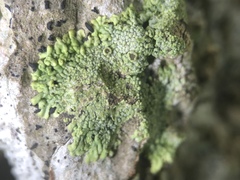 Hyperphyscia syncolla