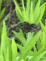 Phalaenostola larentioides