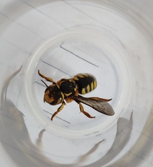 Anthidium florentinum