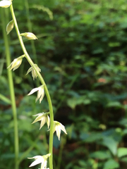 Stenanthium gramineum