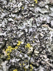 Phaeophyscia kairamoi