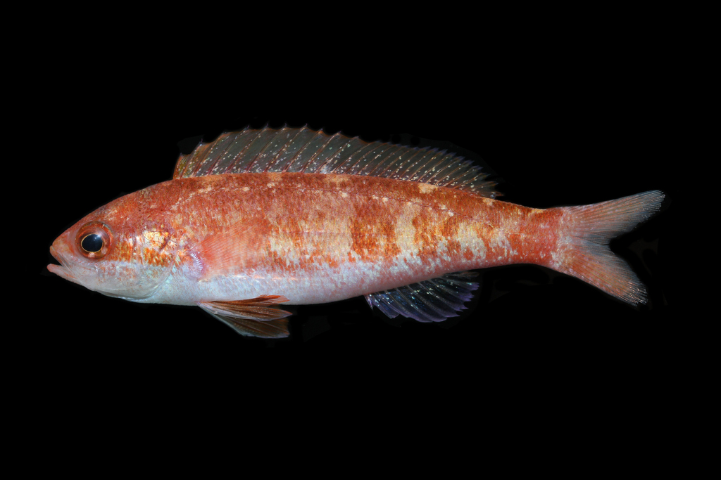 Rabaulichthys squirei