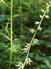 Stenanthium gramineum