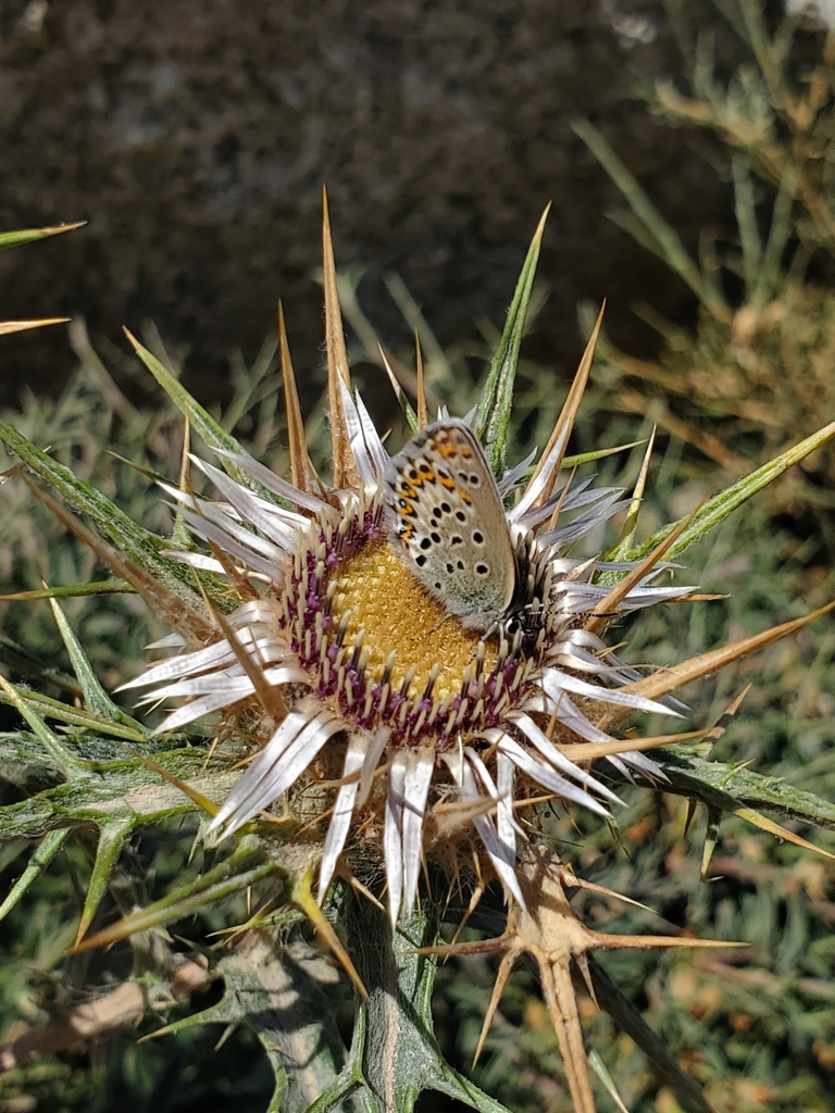 Plebejus bellieri