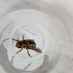 Anthidium florentinum