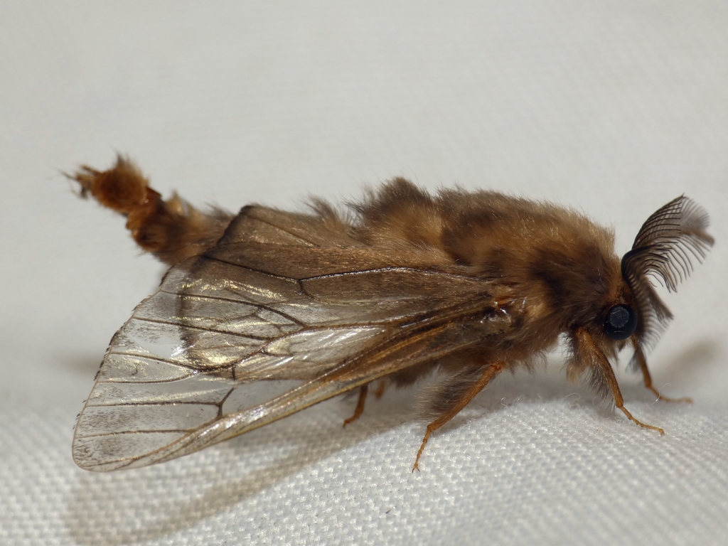 Hyalinaria