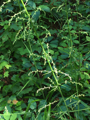 Stenanthium gramineum