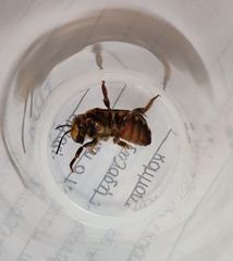 Anthidium florentinum